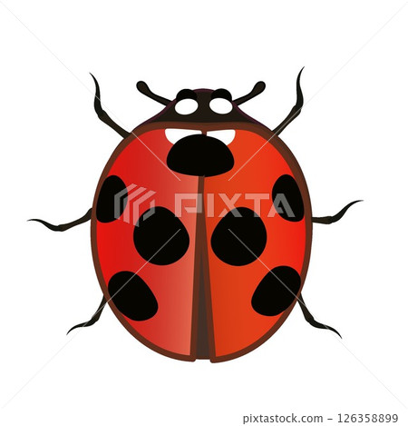瓢蟲插圖 瓢蟲插圖 126358899