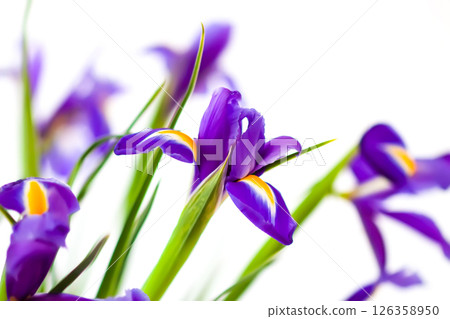 Beautiful violet iris flowers on a white background. Minimalist floral composition. Beautiful violet iris flowers on a white background. Minimalist floral composition. 126358950