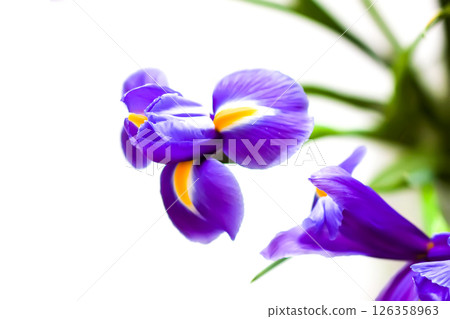 Beautiful violet iris flowers on a white background. Minimalist floral composition. Beautiful violet iris flowers on a white background. Minimalist floral composition. 126358963