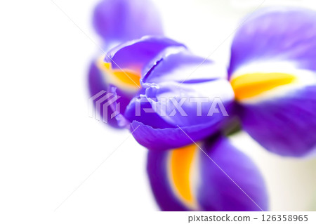 Beautiful violet iris flowers on a white background. Minimalist floral composition. Beautiful violet iris flowers on a white background. Minimalist floral composition. 126358965