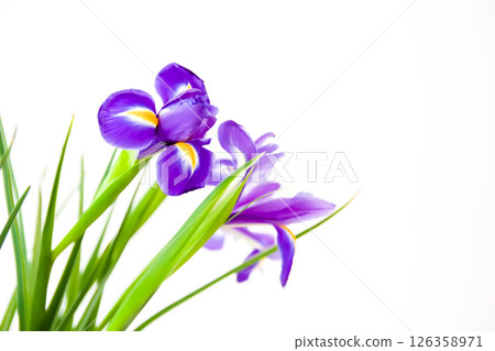 Beautiful violet iris flowers on a white background. Minimalist floral composition. 126358971