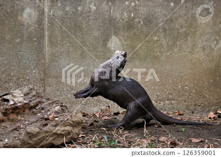 Asian small-clawed otter walking with its back leaning forward Asian small-clawed otter walking with its back leaning forward 126359001