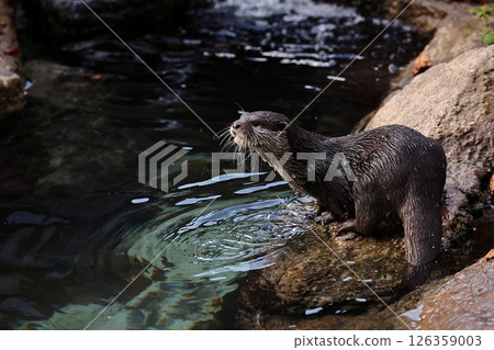 Asian small-clawed otter bathing in water Asian small-clawed otter bathing in water 126359003