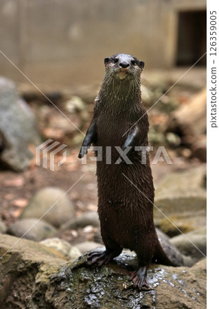 亞洲小爪水獺站立著看著鏡頭 亞洲小爪水獺站立著看著鏡頭 126359005