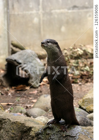 Asian small-clawed otter standing and posing 126359006