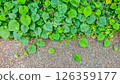 Hedera greening the ground surface 126359177