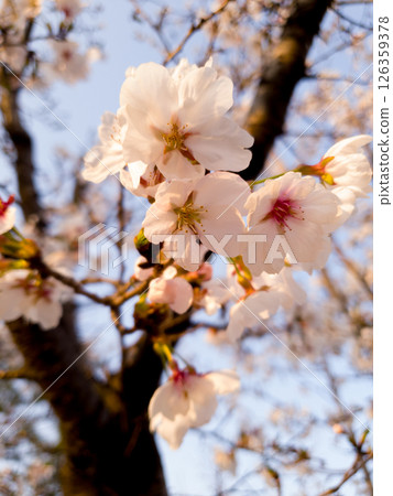 Cherry blossoms hang down the colors of the tree Cherry blossoms hang down the colors of the tree 126359378