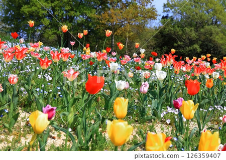 [Kagawa Prefecture] Spring at Sanuki Mannou National Park (Nemophila and tulip fields) 126359407