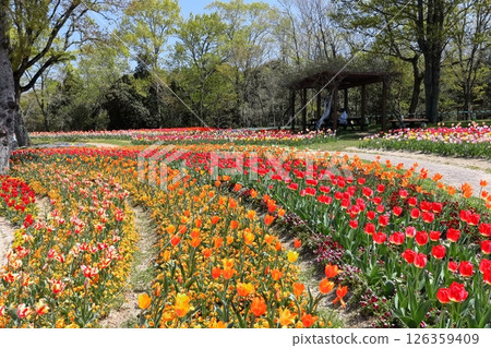 [Kagawa Prefecture] Spring at Sanuki Mannou National Park (Nemophila and tulip fields) 126359409