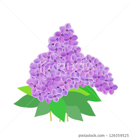 Lilac flower illustration 126359525