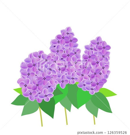 Lilac flower illustration 126359526