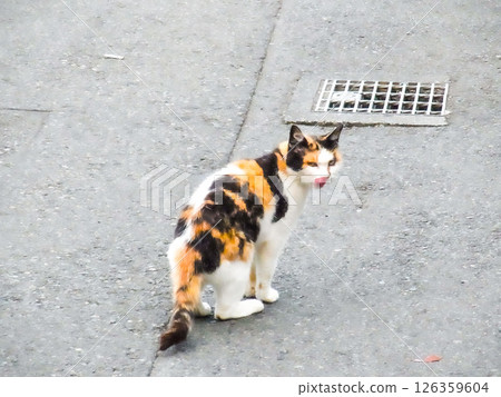 一隻流浪貓用舌頭舔著嘴巴，看著你 126359604