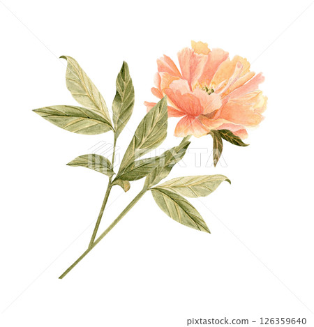Delicate peony flower with stem in soft peach tones watercolor illustration. Hand-painted with high detail, perfect for wedding invitations, branding, packaging, fabric design cards. Coral charm color Delicate peony flower with stem in soft peach tones watercolor illustration. Hand-painted with high detail, perfect for wedding invitations, branding, packaging, fabric design cards. Coral charm color 126359640