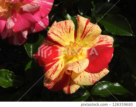 玫瑰花:Kirari,鮮榨玫瑰的代表 玫瑰花:Kirari,鮮榨玫瑰的代表 126359680