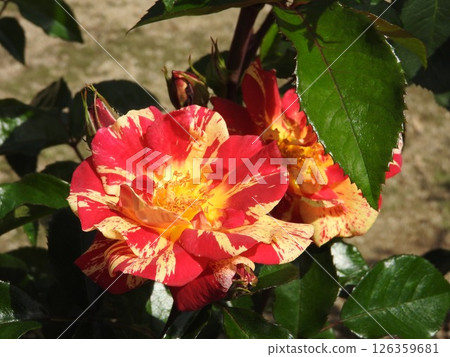 Rose flower: Kirari, the representative of squeezed roses Rose flower: Kirari, the representative of squeezed roses 126359681