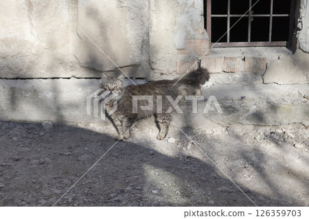 A street cats bask in the sun. A street cats bask in the sun. 126359703