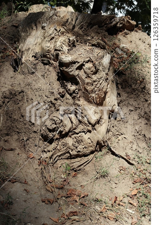 View of the large roots of an old tree. View of the large roots of an old tree. 126359718