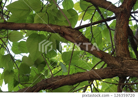 Branching of three tree trunks. Branching of three tree trunks. 126359720