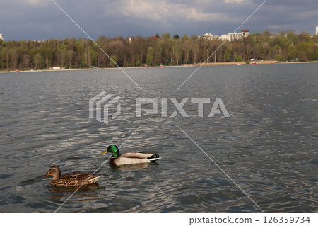 Valea Morilor lake and park. Valea Morilor lake and park. 126359734
