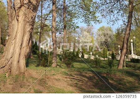 The spring in the park Valea Morilor. The spring in the park Valea Morilor. 126359735