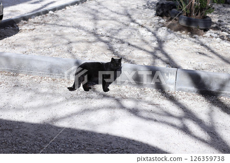 A black street cats bask in the sun. 126359738