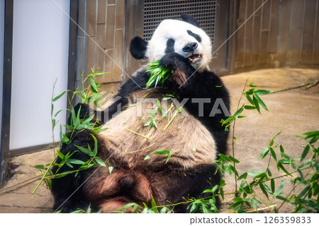 上野動物園大熊貓 126359833