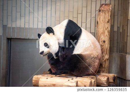 Ueno Zoo giant panda Ueno Zoo giant panda 126359835