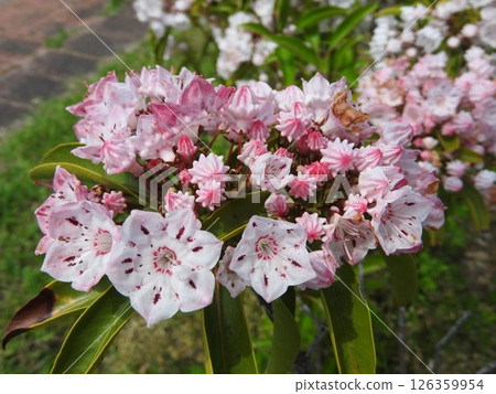 Flowers of blooming Kalmia (American rhododendron) 126359954