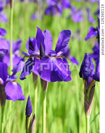 Iris flower Iris flower 126360119