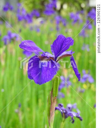 鳶尾花 鳶尾花 126360121