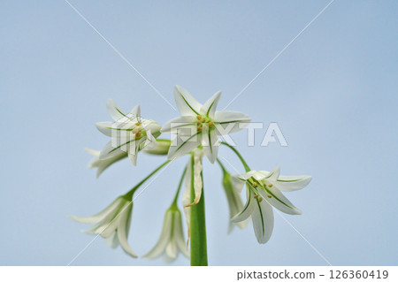 白蔥屬triketram花（春天，四月） 126360419