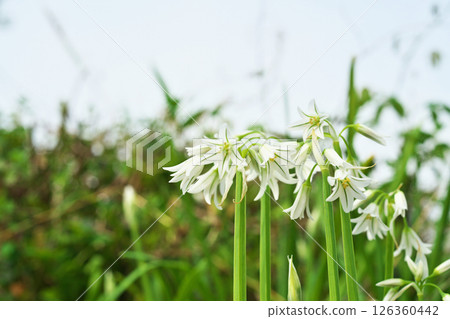 White allium triketram flowers (spring, april) 126360442