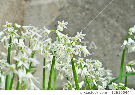 White allium triketram flowers (spring, april) White allium triketram flowers (spring, april) 126360444