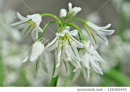 White allium triketram flowers (spring, april) 126360445