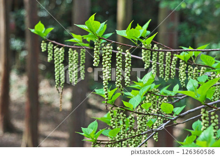 Hanging Cornus buds waiting to bloom (spring, April) Hanging Cornus buds waiting to bloom (spring, April) 126360586