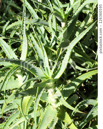 蘆薈的照片 126360595