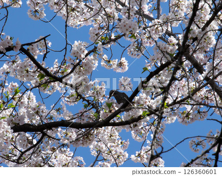 A bulbul perching on a cherry tree A bulbul perching on a cherry tree 126360601