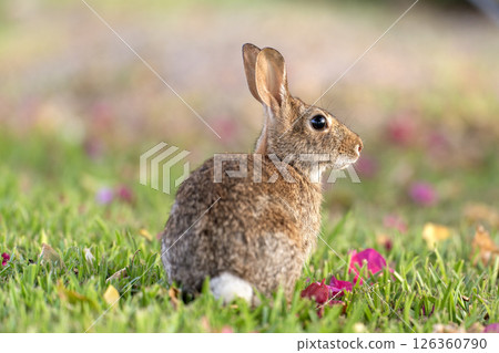 Wild rabbit in nature. Grey small hare eating grass on Florida backyard 126360790