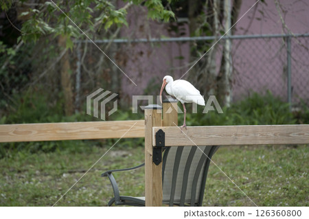 White ibis wild bird perching on backyard fence in Florida 126360800
