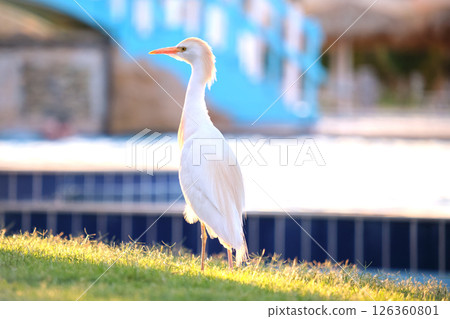 White cattle egret wild bird, also known as Bubulcus ibis walking on green lawn in summer 126360801