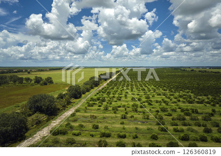View from above of green farmlands with rows of orange grove trees growing on a sunny day in Florida View from above of green farmlands with rows of orange grove trees growing on a sunny day in Florida 126360819