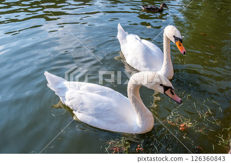 Two big white swans swimming on the surface of a lake of river water. 126360843