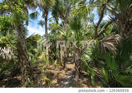 Trekking trail footpath in subtropical jungles wild vegetation with green palm trees in southern Florida, USA. Exploring dense rainforest 126360856