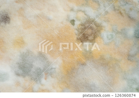 Fungi mould surface background 126360874