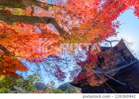 被紅葉包圍的南禪寺三門 被紅葉包圍的南禪寺三門 126360942