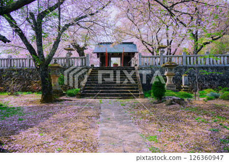 [長勝寺] 仁王門與櫻花 [長野市新更町] 126360947