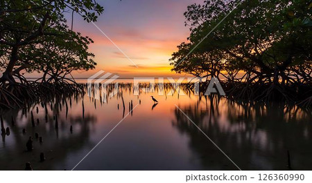 Sunrise Mangrove Silhouette with Bird Sunrise Mangrove Silhouette with Bird 126360990
