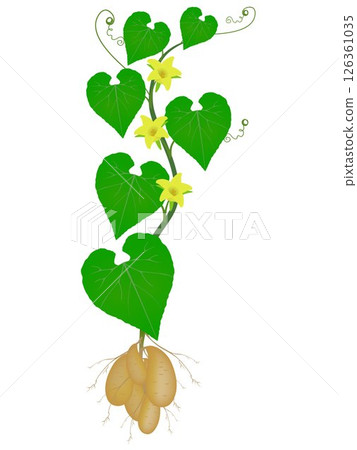 Tladianta dubious plant with flowers on a white background. Tladianta dubious plant with flowers on a white background. 126361035