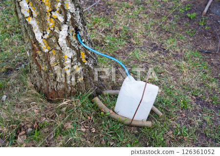 Extraction of birch sap. Collecting birch sap 126361052