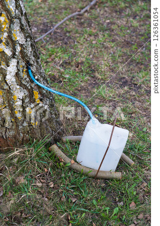 Extraction of birch sap. Collecting birch sap. Birch juice in cans Extraction of birch sap. Collecting birch sap. Birch juice in cans 126361054